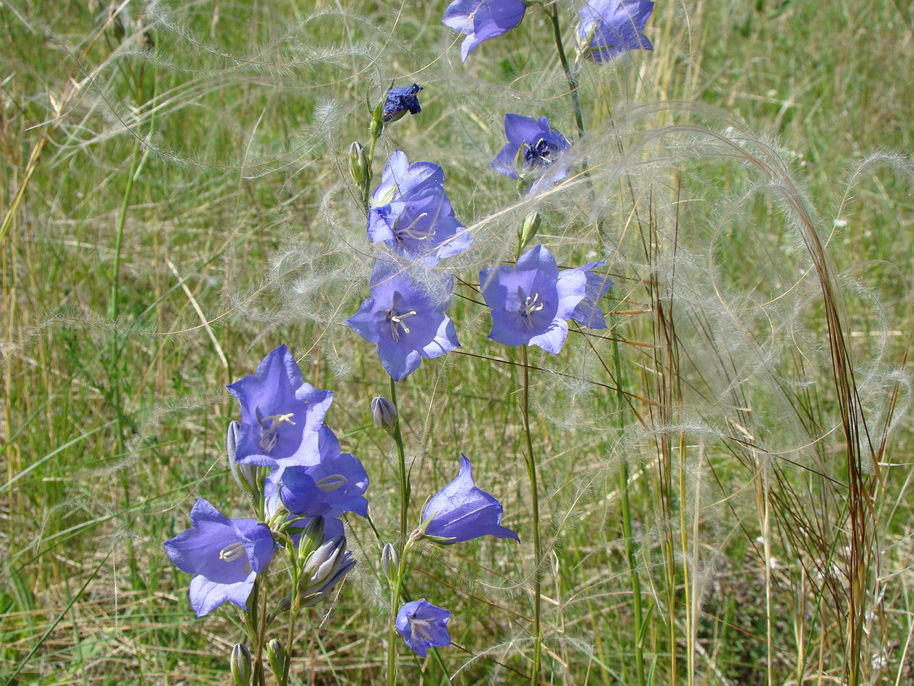 Изображение особи Campanula persicifolia.