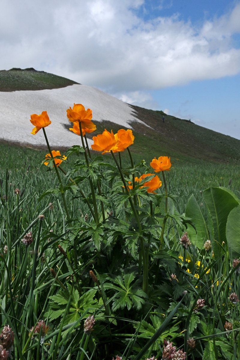 Изображение особи Trollius altaicus.