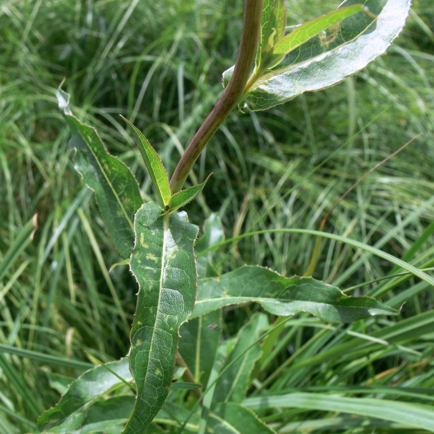 Изображение особи Lactuca sibirica.