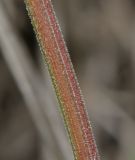 Rubia tenuifolia