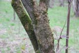 Sambucus racemosa