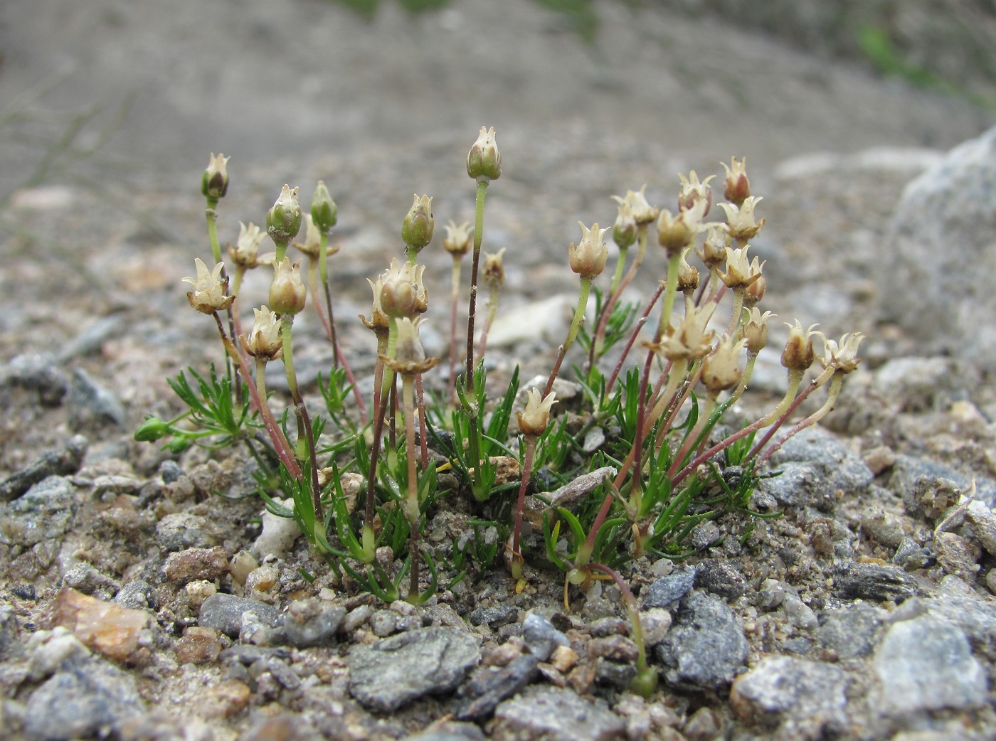 Изображение особи Sagina saginoides.