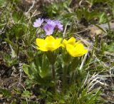 Anemonastrum speciosum. Цветущее растение в ассоциации с Primula algida. Кабардино-Балкария, Эльбрусский р-н, склон горы Чегет, субальпийский луг. 23.06.2008.