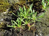 Campanula saxifraga