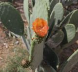 Opuntia ficus-indica. Побег с цветком и бутоном. Перу, окр. г. Наска, на плантации. 04.03.2014.