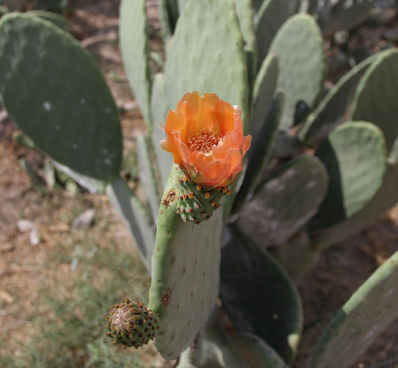 Изображение особи Opuntia ficus-indica.