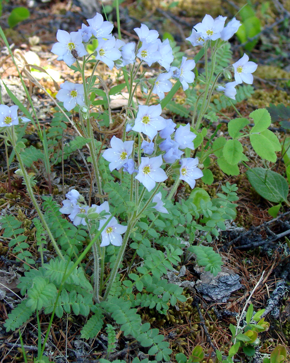 Изображение особи Polemonium boreale.