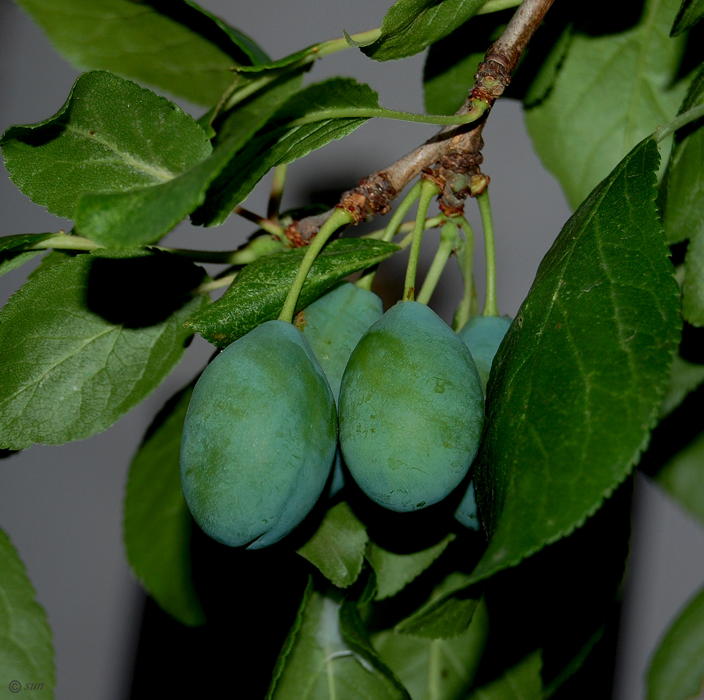 Image of Prunus domestica specimen.