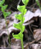 Polypodium vulgare