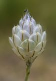 Catananche caerulea. Обертка нераспустившегося соцветия с паучком. Испания, автономное сообщество Каталония, провинция Жирона, комарка Баш Эмпорда, муниципалитет Тороэлья-де-Монгри, долина Санта-Катерина. 15.06.2018.