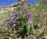 Phlomis regelii. Цветущее растение на сухом каменистом склоне. Казахстан, Южно-Казахстанская обл., Сырдарья-Туркестанский государственный региональный природный парк, Боралдайский филиал, дол. р. Боралдай. 26.05.2018.