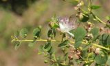 Capparis orientalis. Верхушка побега с бутонами и цветком. Италия, г. Рим, улица Императорских форумов (ит. Via Fori Imperiali). 7 июня 2017 г.