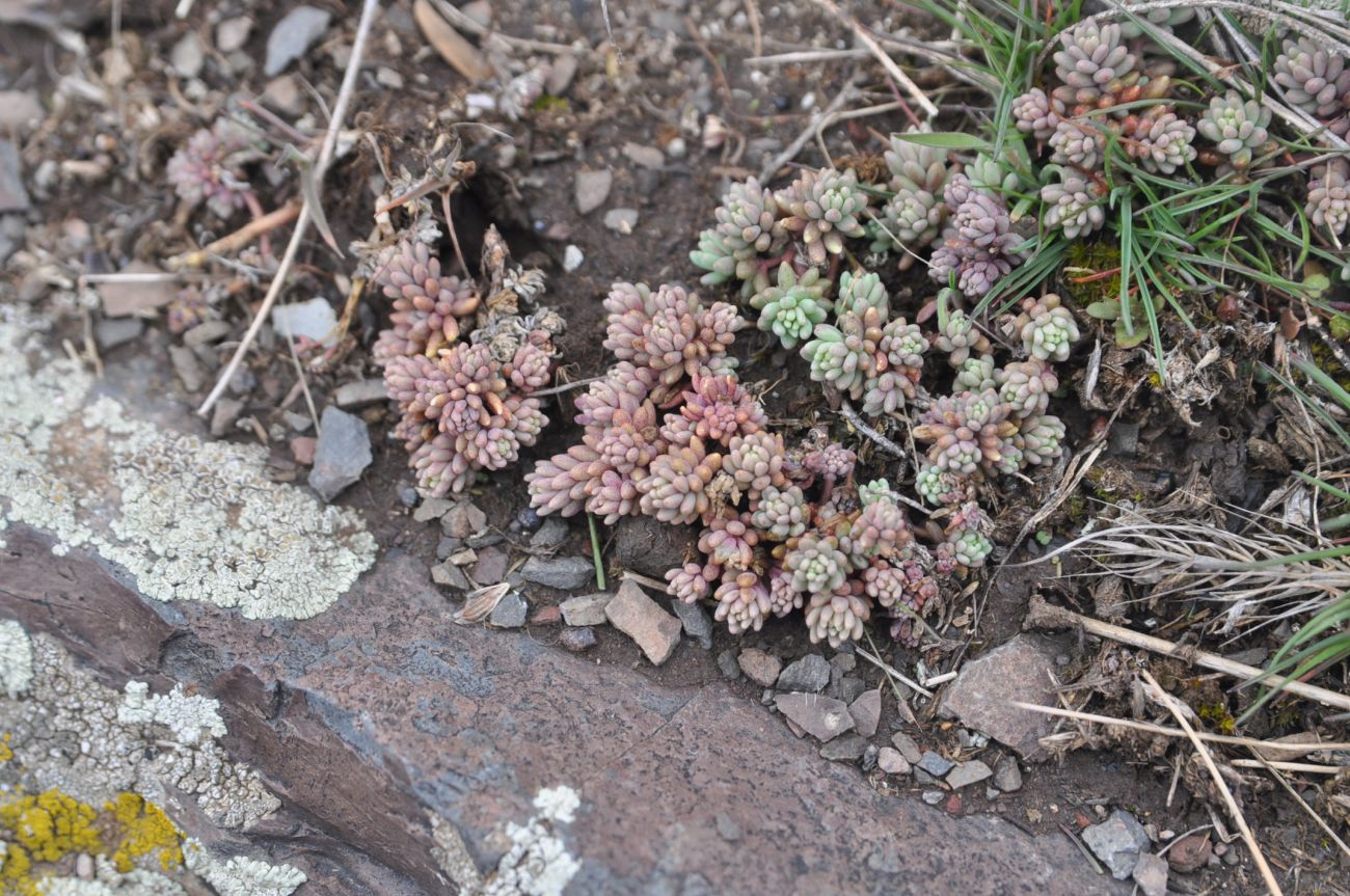 Изображение особи род Sedum.