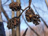 Alnus glutinosa. Часть сухого соплодия с замерзшим пауком. Марий Эл, г. Йошкар-Ола, Сосновая роща, окр. болота. 11.11.2018.