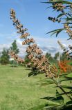 Vitex agnus-castus. Плодоносящий побег. Краснодарский край, МО город-курорт Сочи, Адлерский р-н, м-н Адлер, междуречье р. Мзымта и р. Псоу, Имеретинская низменность, Орнитологический парк. 9 октября 2019 г.