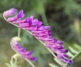 Vicia varia