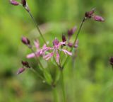 Coccyganthe flos-cuculi. Цветок. Калужская обл., Боровский р-н, окр. дер. Чёлохово, сенокосный луг на старой залежи. 6 июня 2020 г.