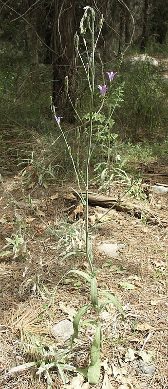 Image of Campanula rapunculus specimen.