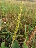 Plantago major