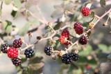 Rubus ibericus