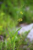 Pycnostelma paniculatum