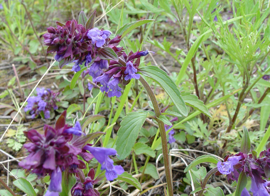 Изображение особи Dracocephalum nutans.