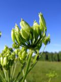 Heracleum sibiricum