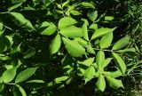 genus Sambucus