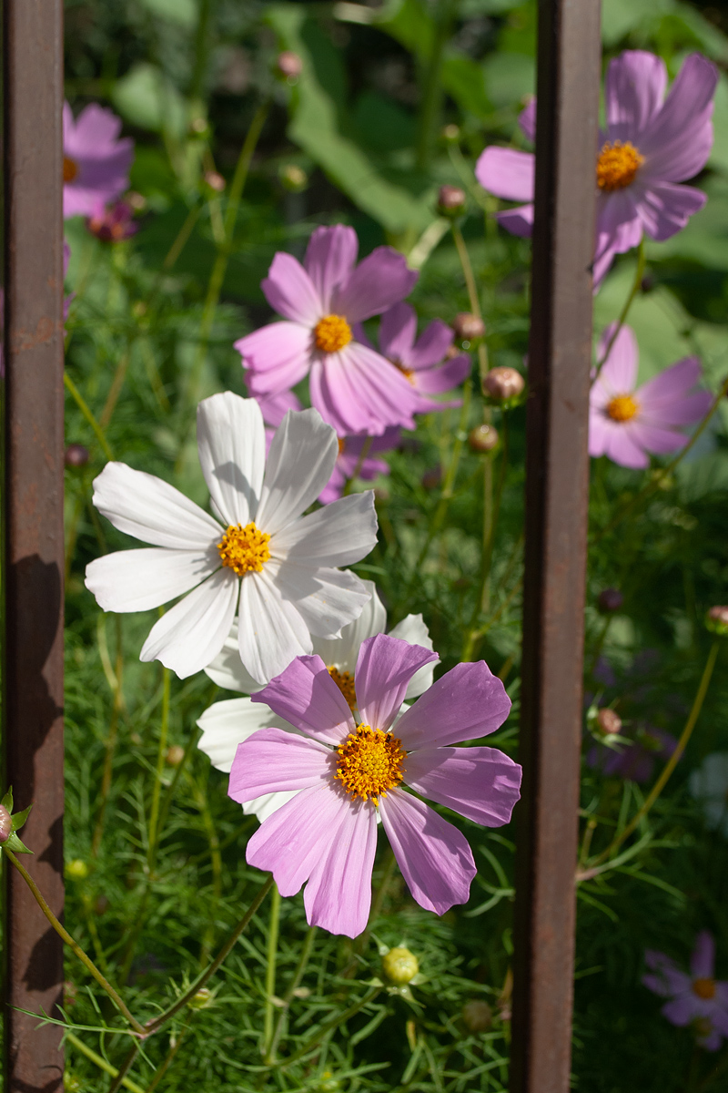 Изображение особи Cosmos bipinnatus.