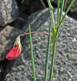 Lathyrus setifolius. Часть побега с бутоном и колонией тли. Южный Берег Крыма, гора Аю-Даг. 11.05.2007.