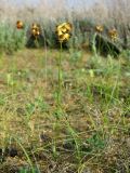 Carex physodes