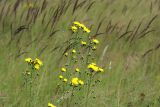 Hieracium umbellatum