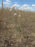 Allium savranicum