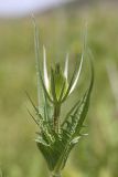 Dipsacus laciniatus. Верхушка зацветающего растения. Южный Казахстан, Верхний Боролдай. 29.06.2011.