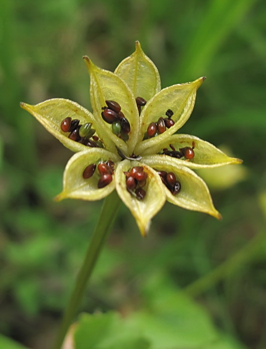 Изображение особи Caltha silvestris.