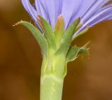 Cichorium endivia