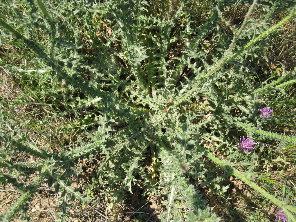 Изображение особи Carduus uncinatus ssp. davisii.