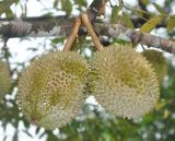 Durio zibethinus. Плоды. Таиланд, национальный парк Си Пханг-нга. 20.06.2013.
