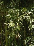 genus Bambusa