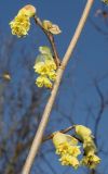 Corylopsis sinensis