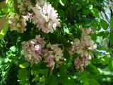 Robinia × ambigua. Ветвь с соцветиями. Ставропольский край, г. Кисловодск, Крестовая гора, на территории санатория им. М. Горького, в посадках (43°53′55,24″ с.ш., 42°43′18,54″ в.д.). 05.06.2014.