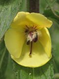 Verbascum spectabile