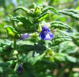 Scutellaria galericulata