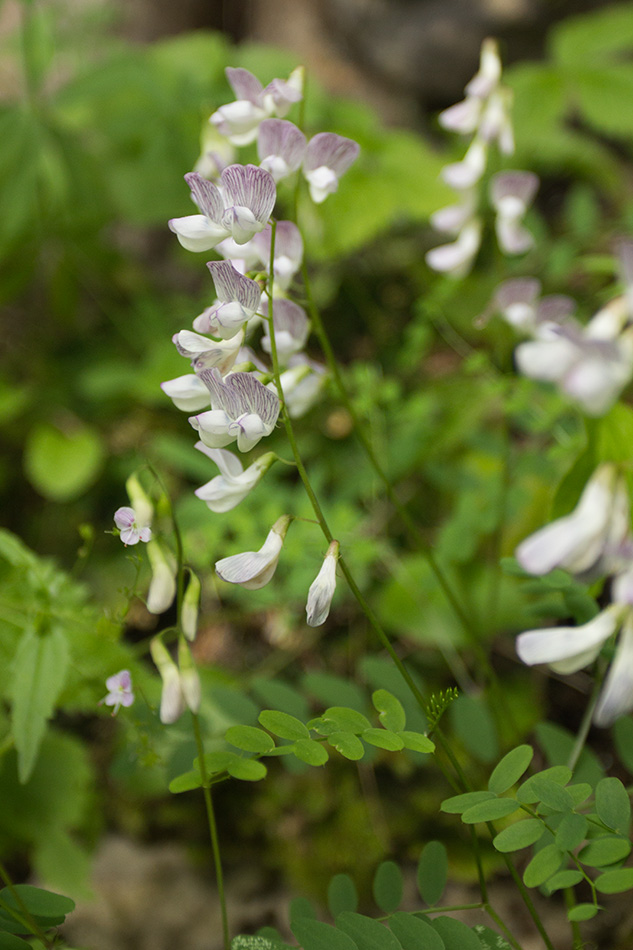 Image of Vicia sylvatica specimen.