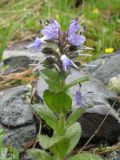 Veronica densiflora. Верхушка цветущего растения. Восточный Казахстан, Южный Алтай, хр. Сарымсакты, пер. Бурхат, ≈ 2200 м н.у.м. 3 июля 2012 г.