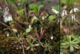 Erophila verna