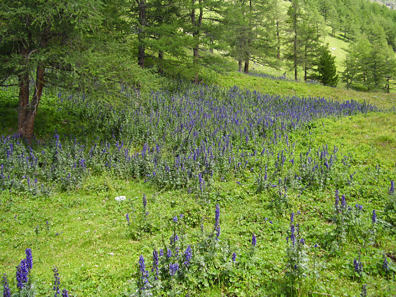 Image of Aconitum altaicum specimen.