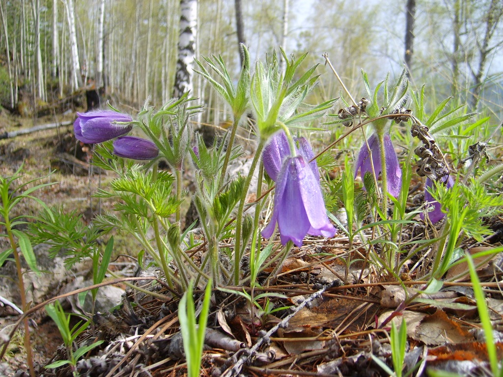 Изображение особи Pulsatilla turczaninovii.