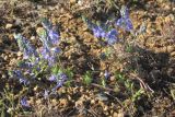 Veronica capsellicarpa. Цветущее растение. Крым, Сакский р-н, нарушенная степь в окр. с. Карьерное. 6 мая 2015 г.