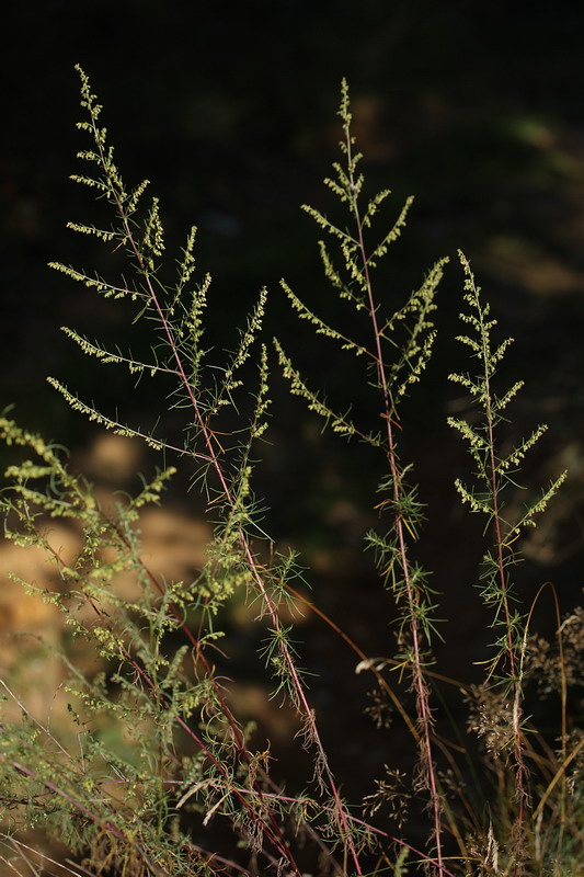 Изображение особи Artemisia campestris.